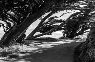 Cypress wind-6412